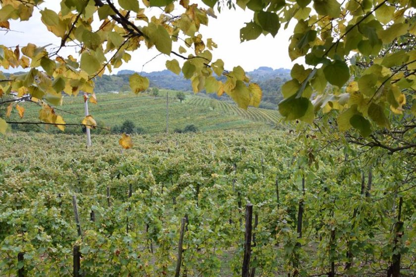 viaggio-studio-vino4
